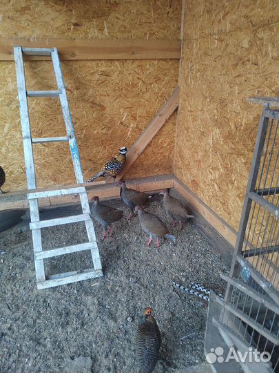 Фазаны павлины