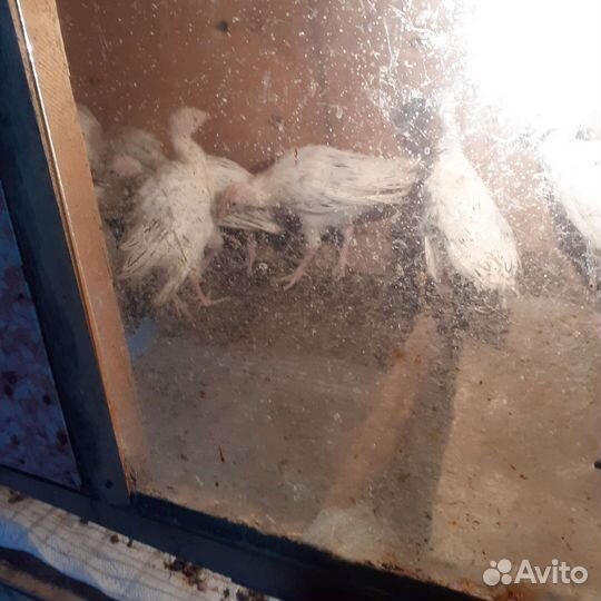 Индюки индюшата