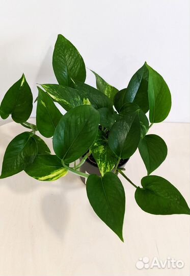 Эпипремнум