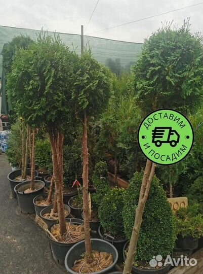 Туя Колумна Формированная