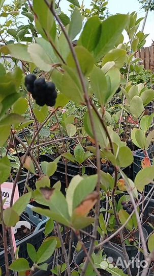 Саженцы черноплодной рябины