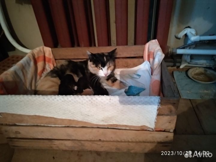 Котята в дар бесплатно