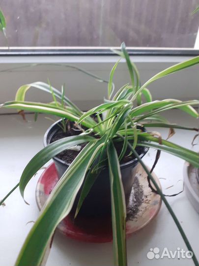 Толстянка,фикус бенджамин,хлорафитум,гибискус