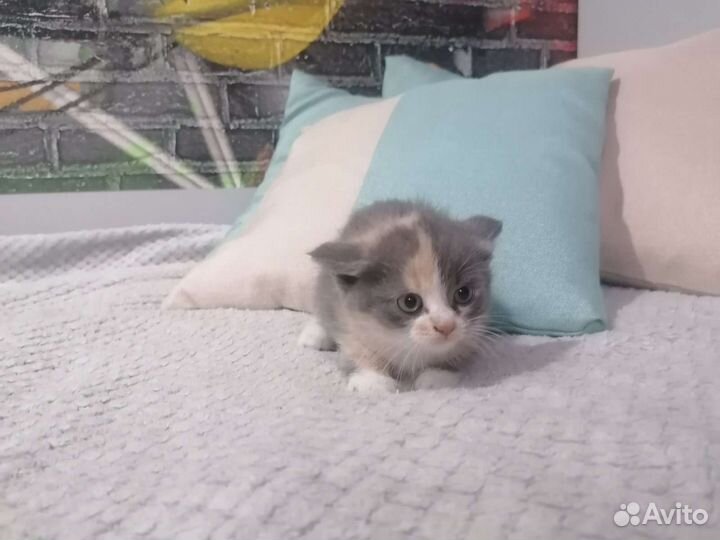 Котята мышеловки