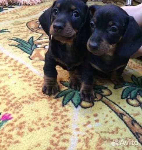 Таксы щенки стандарт есть мини