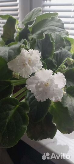 Фиалка белая махровая