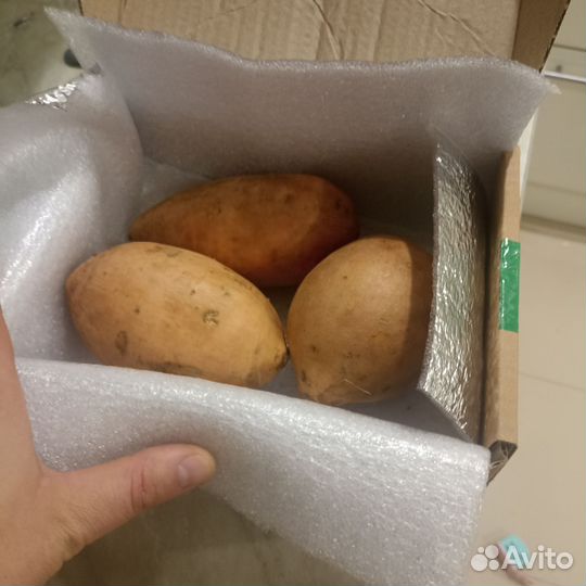 Рассада батат. Сорт Борегард