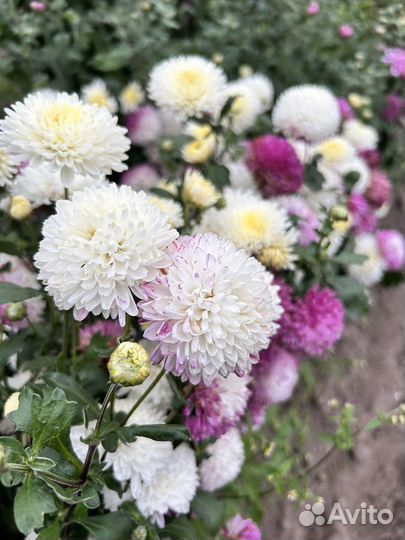 Хризантемы