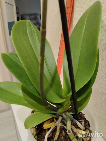 Орхидея фаленопсис пелорик