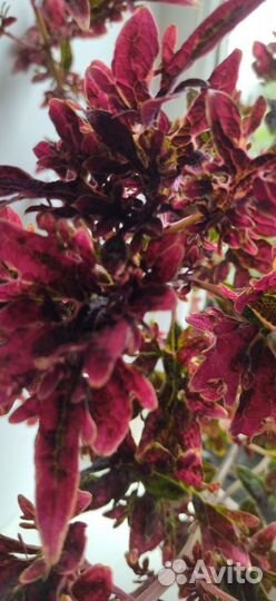 Черенки колеусов