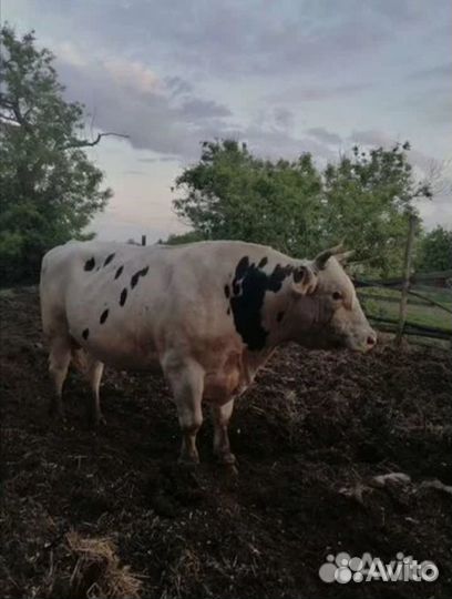 Продам телочку