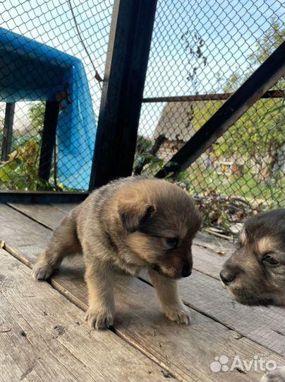 Щенки