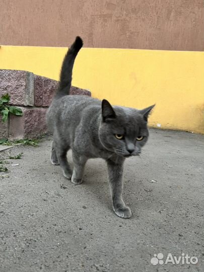 Русская голубая