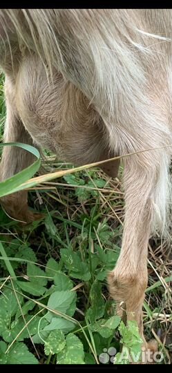 Коза дойная молочная