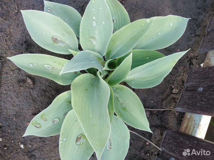 Хоста растение