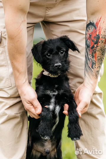 Щенок миттельшнауцер метис собака в добрые руки