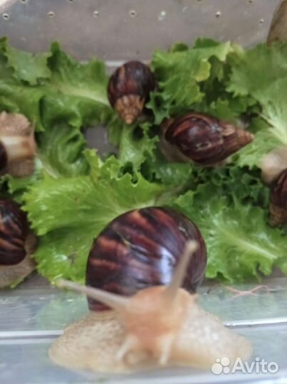 Улитки ахатины