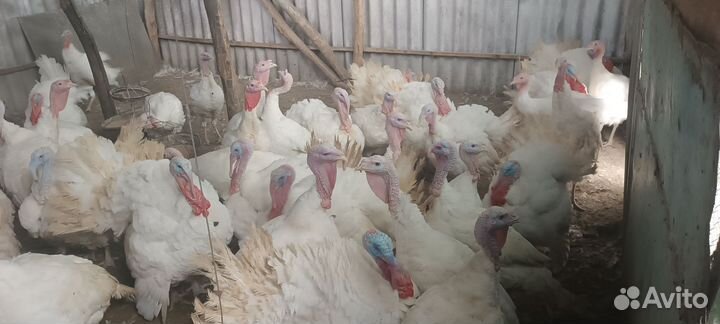Продам индюков
