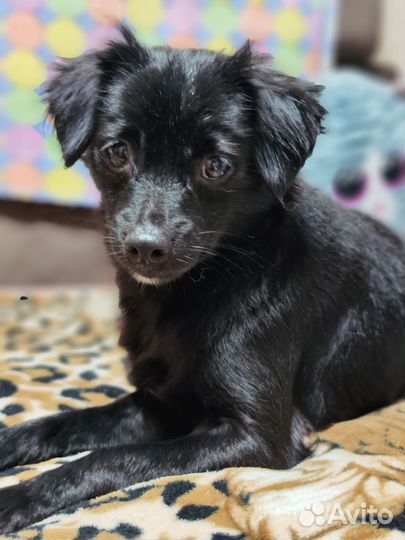 Мелкая собачка фенотип тойчика