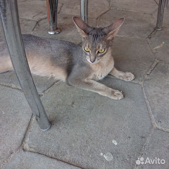 Котенок от абиссинской кошки