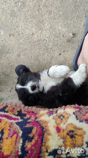 Щенок в добрые руки бесплатно маленькой породы