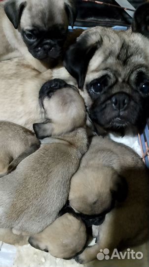 Щенки мопса