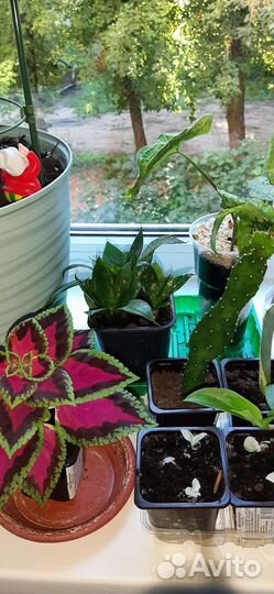 Комнатные растения обмен
