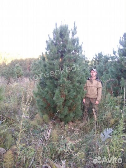 Крупномер (дерево) Кедр Сибирский 320-370см
