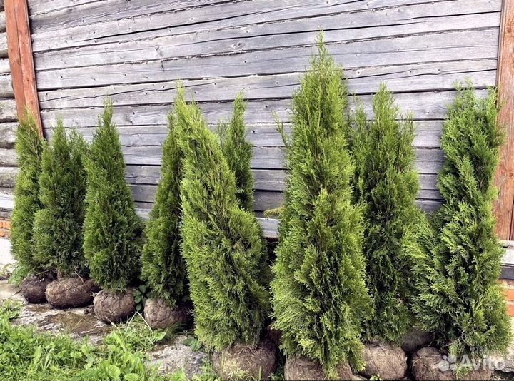 Туи для изгороди