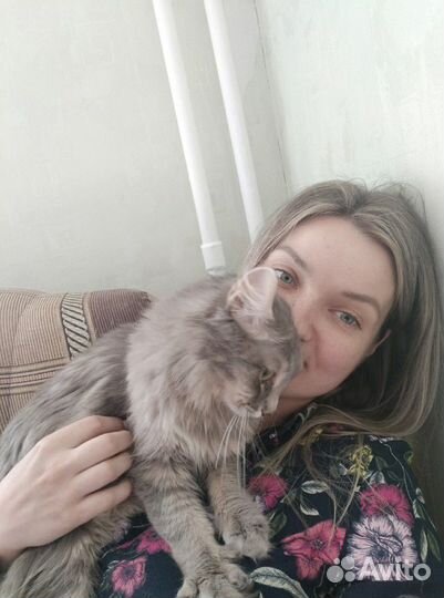 Передержка котиков