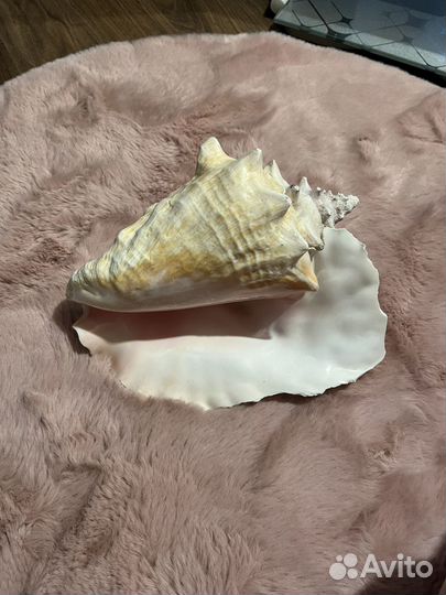 Морские ракушки раковины