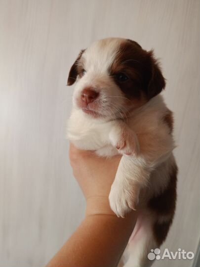 Маленькая собака чихуахуа