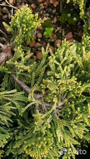 Можжевельник горизонтальный Грин Карпет