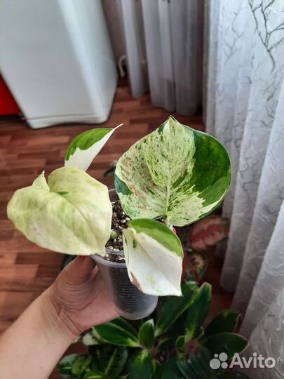 Эпипремнум Сциндапсус Хеппи Лиф