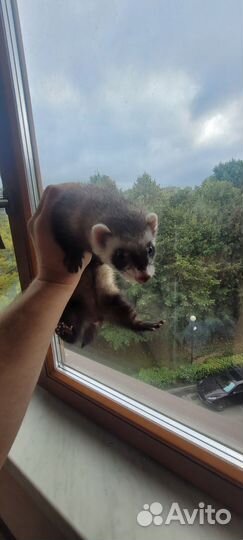 Хорек с клеткой