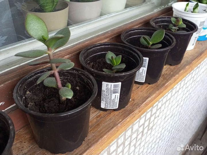 Денежное дерево толстянка