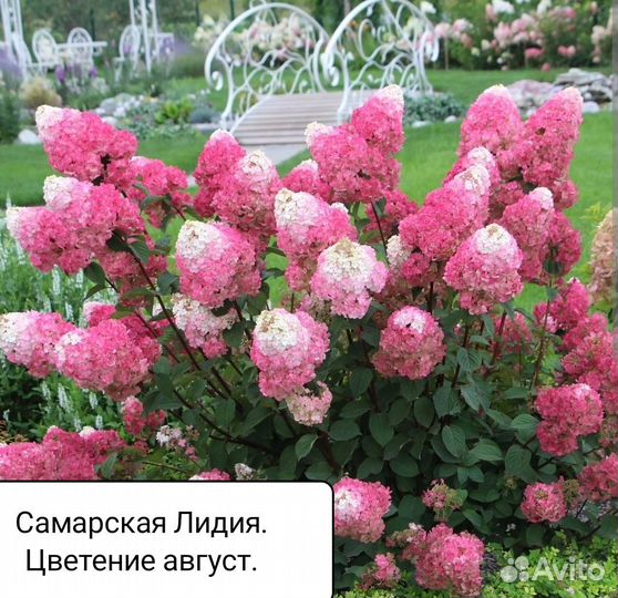 Гортензия метельчатая Самарская Лидия