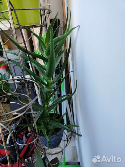 Алоэ столетник