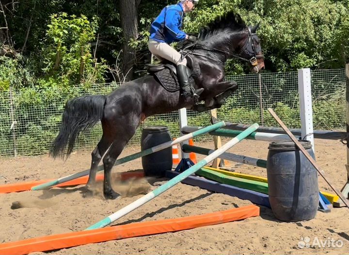 Продается жеребец