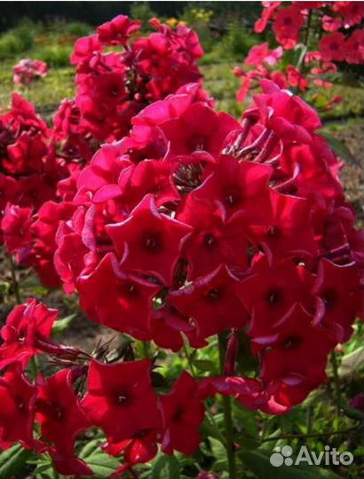 Флоксы сортовые