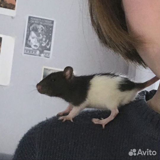 Крысята дамбо и сиамы девочки