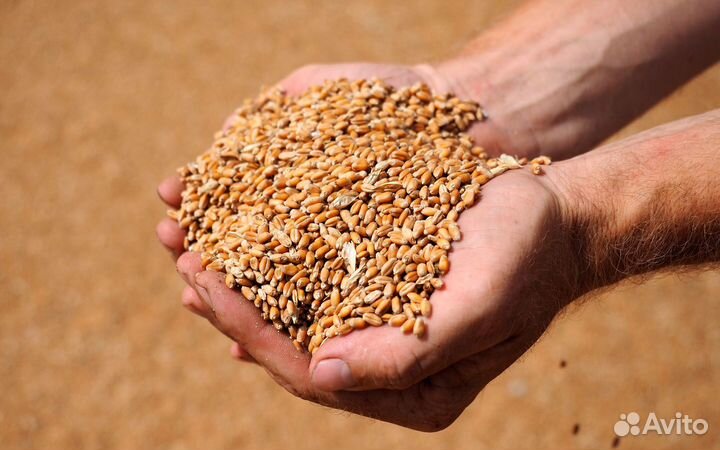 Зерно пшеница