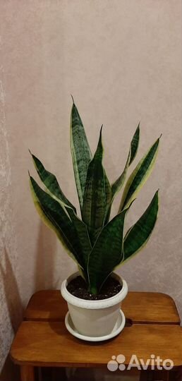 Сансевиерия лауренти