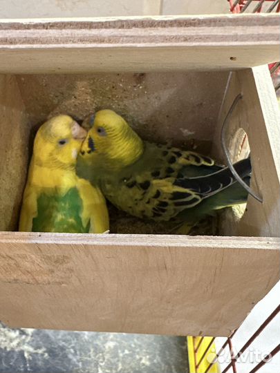 Волнистые попугаи - пара