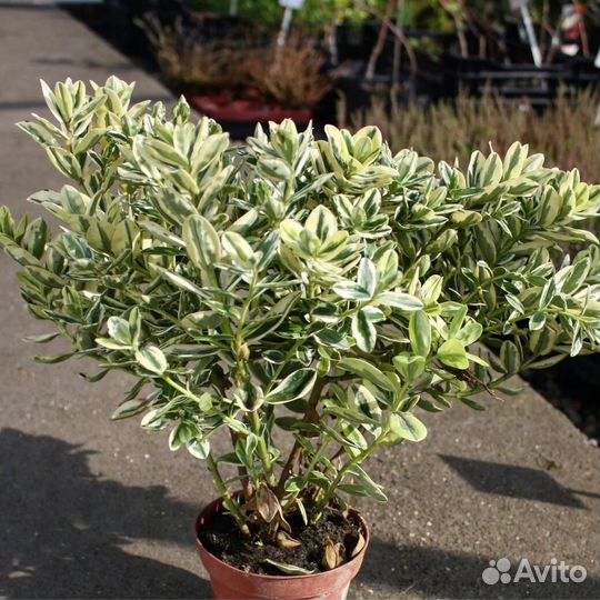 Бересклет Форчуна 