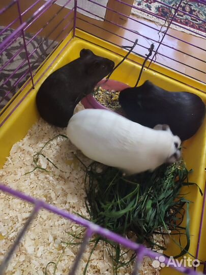 Морская свинка