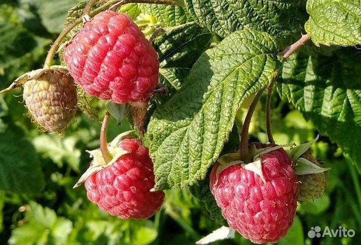 Саженцы ремонтантной малины