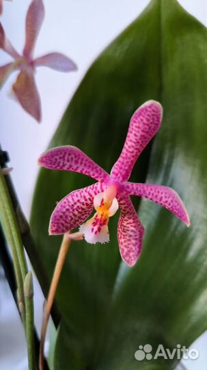 Орхидея фаленопсис Spider Bronze Maiden