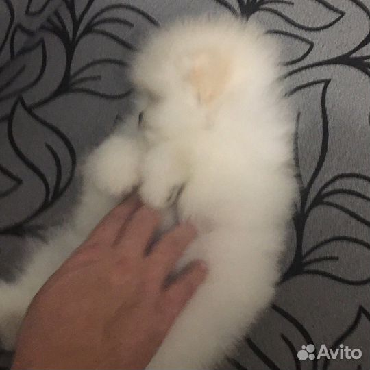 Вязка и щенок Померанец крови Кореи и США