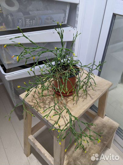 Лесные кактусы хатиора, рипсалис